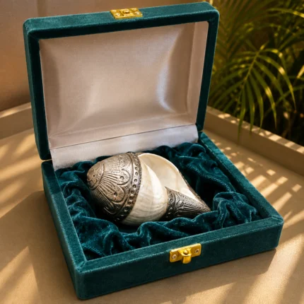 WHITE SHELL SHANK''